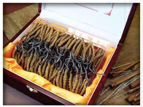 铁岭冬虫夏草回收